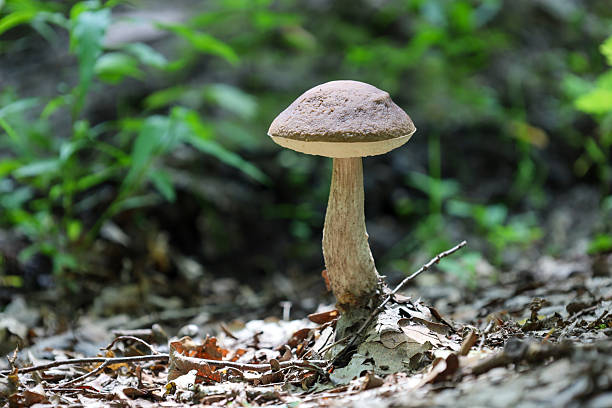 istock ​A single mushroom with a dark cap grows on the forest floor, surrounded by fallen leaves and blades of grass. 2235672634