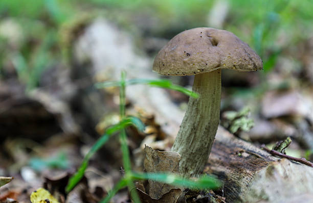 istock ​A single mushroom with a dark cap grows on the forest floor, surrounded by fallen leaves and blades of grass. 2235672659