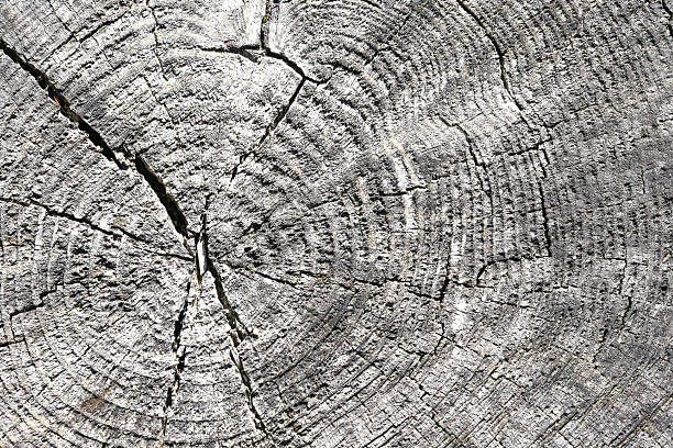 Abstract organic background for design. Ecology and forestry concept material.