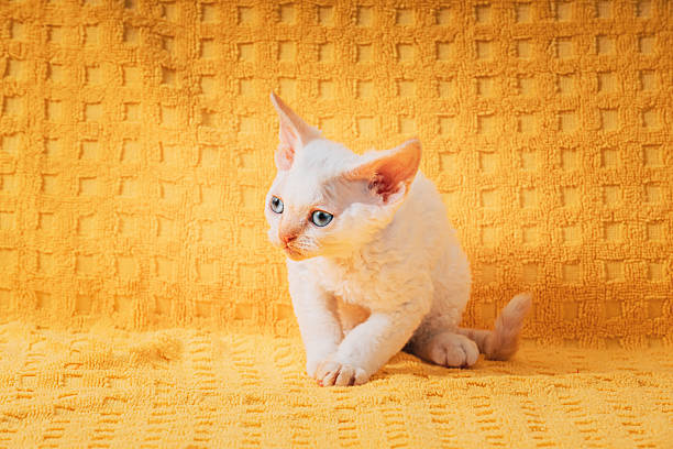 Happy Funny Small Little White Devon Rex Kitten Kitty Posing On Yellow Plaid Background. Short-haired Cat Of English Breed. Shorthair Pet Cat. Kitten Age 2 Months.