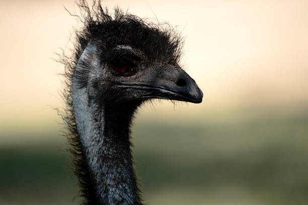 The Emu's neck is bluish black and mostly free of feathers, they have a black beak and big eyes