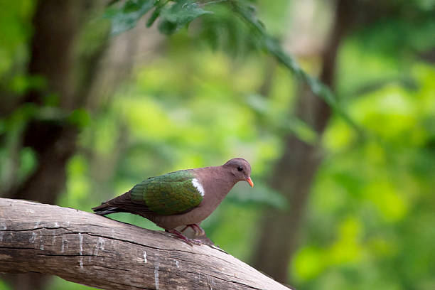 istock the emerald dove is perched on a tree branch 2235674970
