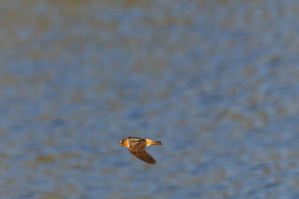 istock Barn swallow flying  over water 2235675090