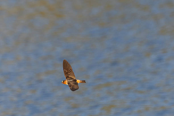 istock Barn swallow flying  over water 2235675095