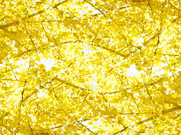 Abstract background of yellow leaves Ginkgo in autumn.