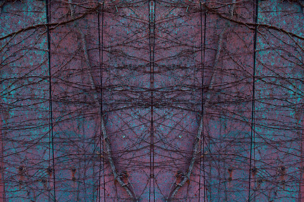 Abstract background of withered ivy on the dark wall.