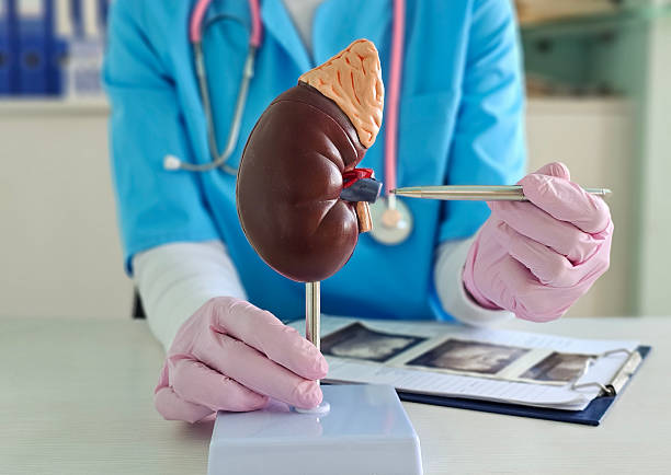 istock Health professional demonstrating kidney structure 2235677623