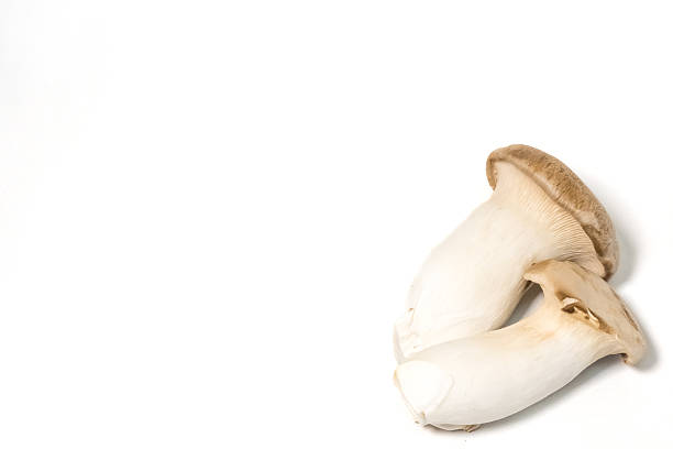 istock King Trumpet Mushroom with Copy Space on White Background 2235679116