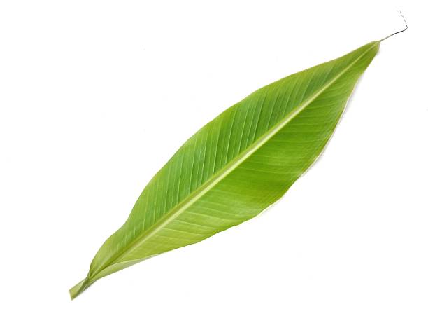 istock Banana leaf isolated on white background, Top view 2235679212