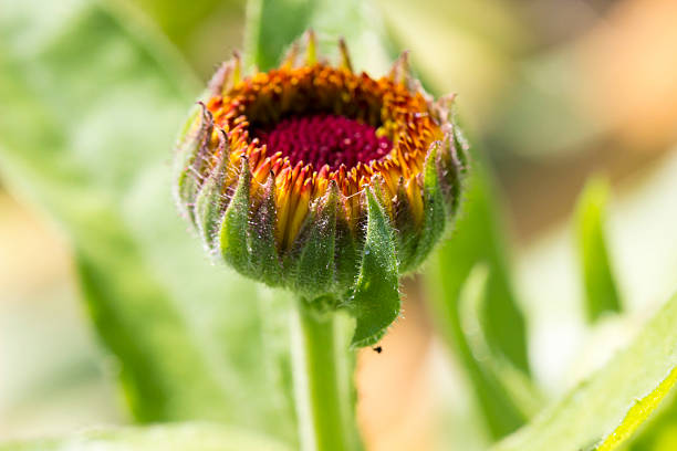 an unopened helenium bud on a blurred background with highlights and bokeh. a colorful macro photo of a flower. space for text. a beautiful screensaver. a close-up. Helenium. Asteraceae