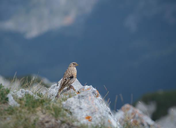 istock Alpine accentor (Prunella collaris) sitting on a rock 2235679388