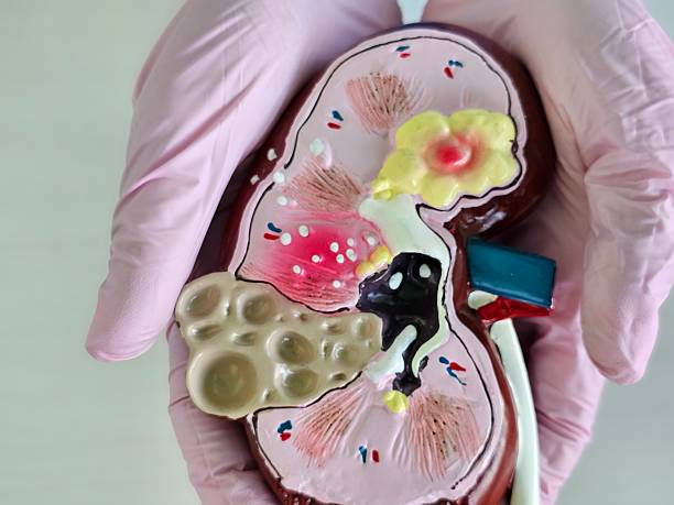 istock Detailed anatomical model of a kidney 2235680142