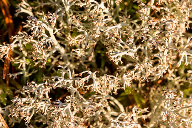 white moss lichen close-up. detailed photo. screensaver. colorful macro photography of wildlife. screensaver. space for text. bokeh. scandinavia. solid background. Cladonia rangiferina. deer moss.
