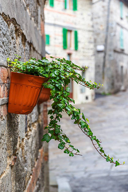 istock Ivy in a flower pot hanging on a wall 2235683797