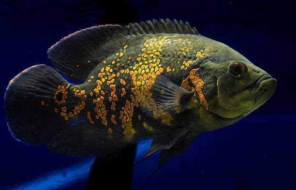 istock Ember in the Abyss oscar fish 2235683800