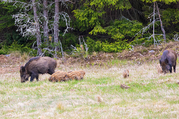 istock Wild boars on a grass meadow by a forest 2235683826