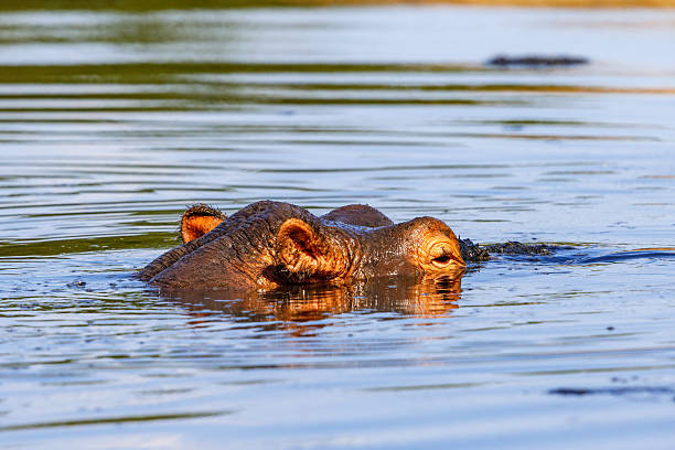 istock Hippos in the water protect themselves from the sun 2235683883