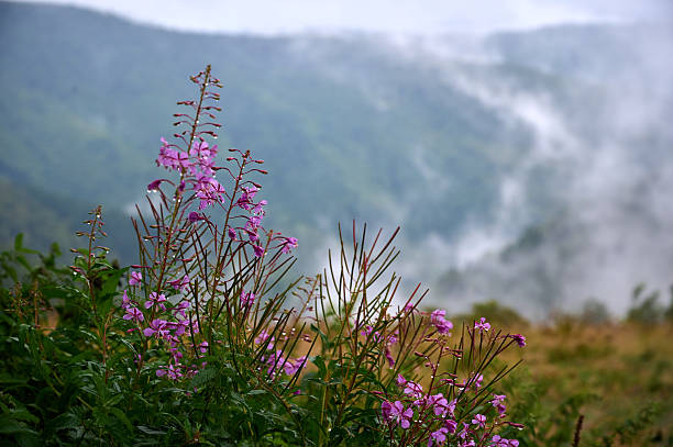 Pink purple flower chamaenerion angustifolium blooming in the mountain.