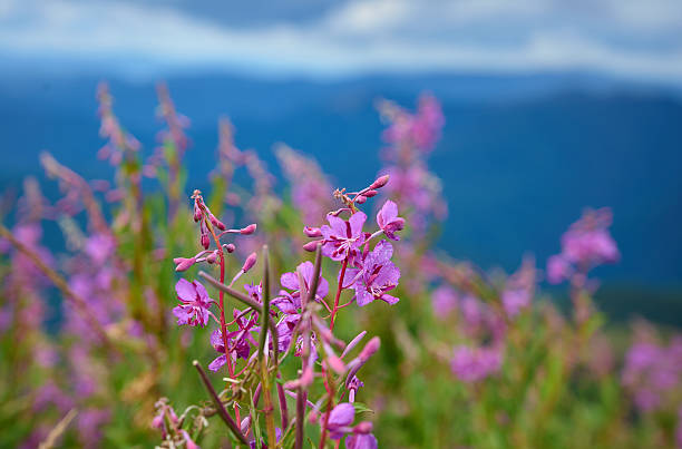 istock Blooming Epilobium angustifolium in mountain in summer. 2235683901
