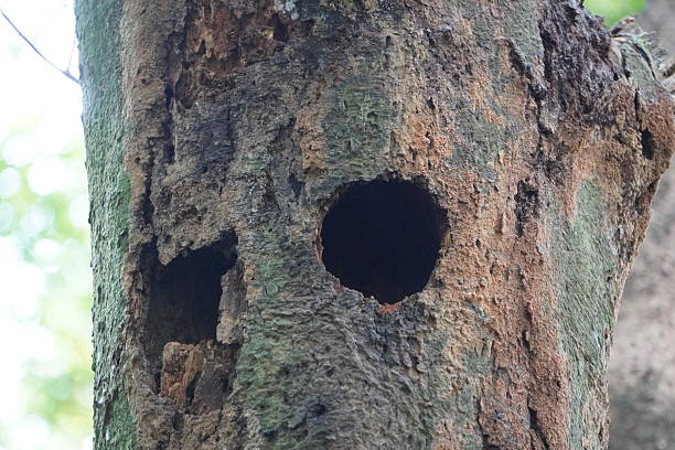 istock Birds hole in the trunk of a tree 2235683928