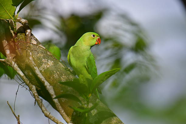 istock Rose-ringed Parakeet, with its distinctive red beak, perches gracefully on a textured tree branch amidst lush foliage. 2235685623