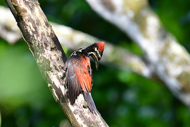 istock Flameback woodpecker with striking red, black, and white plumage. 2235686461