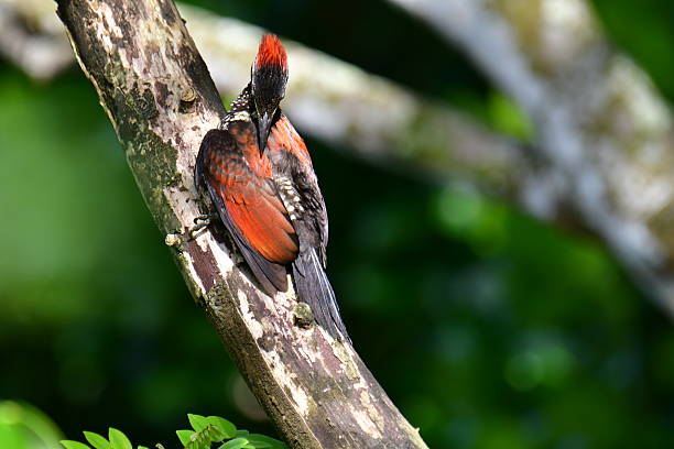 istock Flameback woodpecker with striking red, black, and white plumage. 2235686513