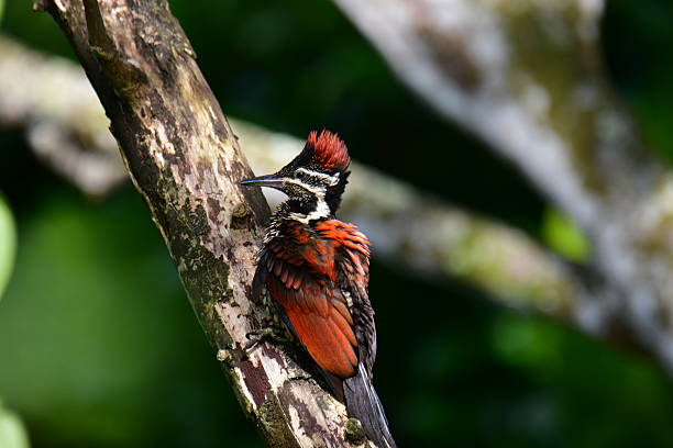 Flameback woodpecker with striking red, black, and white plumage .