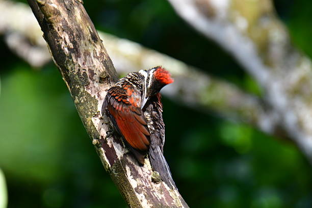 istock Flameback woodpecker with striking red, black, and white plumage . 2235686959