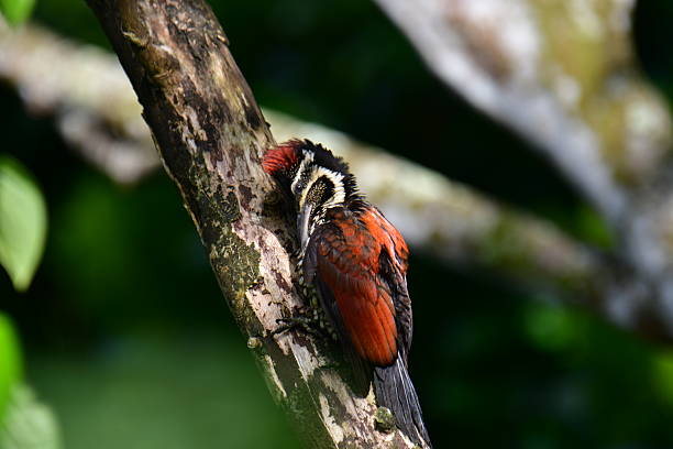 istock Flameback woodpecker with striking red, black, and white plumage . 2235686972