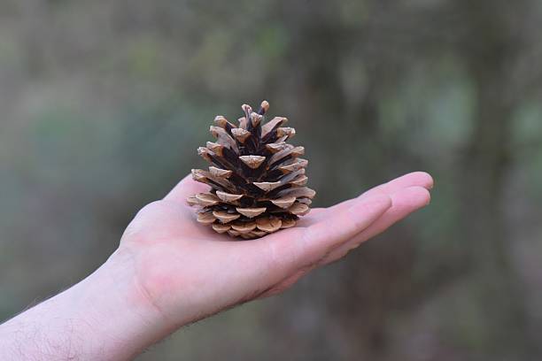 Pine cone in the hand of a man on a blurred background in pine forest