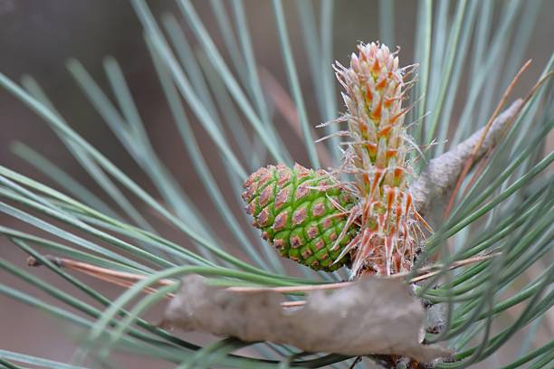 istock Pine branch with young green cones close-up on blurred background 2235690284