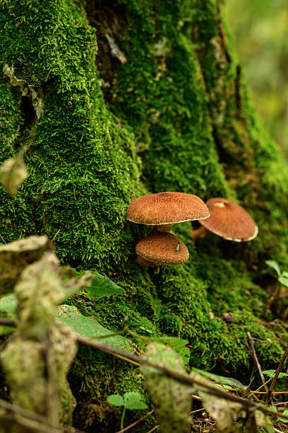 istock Mushrooms growing on a tree stump in the autumn forest 2235692653