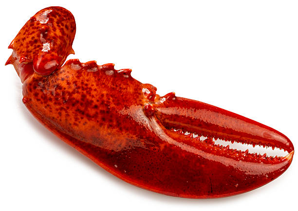Boiled Lobster claw isolated on white background, Cooked Lobster claw on white With clipping path.