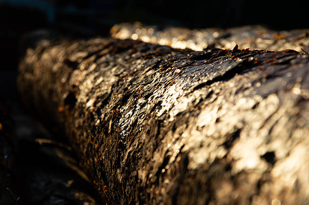 Sunlight filters through trees, illuminating the rough bark of a fallen tree trunk, showcasing nature's beauty and detail.