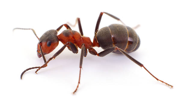 istock Red wood ant isolated macro side view on white background 2235695024