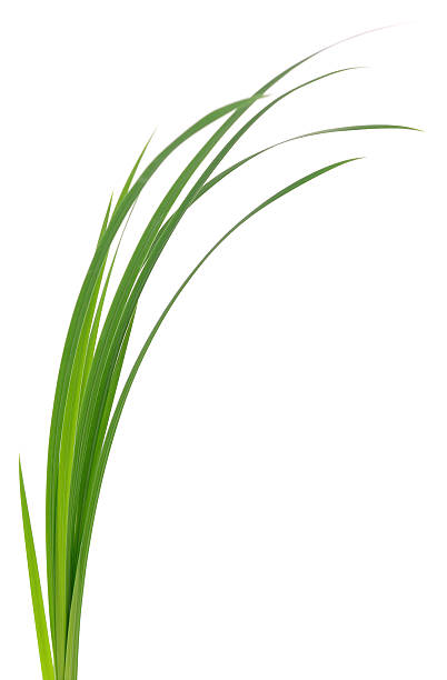 istock Young green rice plant isolated on white background closeup 2235695025