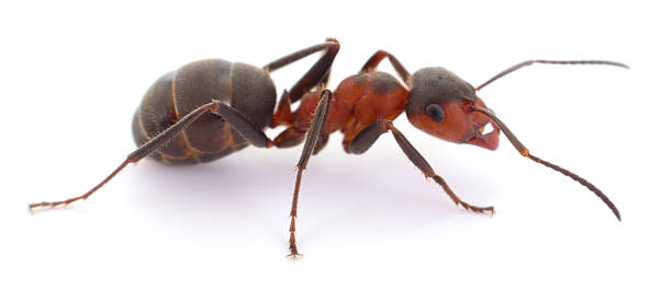 istock Red wood ant isolated on white background macro closeup 2235695032