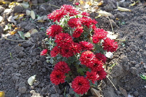 istock Tiny bush of red Chrysanthemums in full bloom in mid November 2235695297