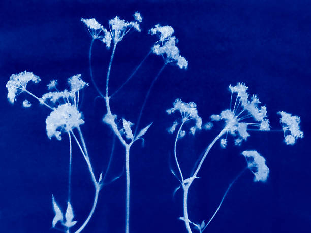istock Small flowers in blue print background. Cyanotype illustration 2235696807