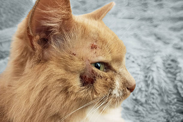 istock Red cat with a scratched face. Abrasions and bruises. Gray background. 2235697344