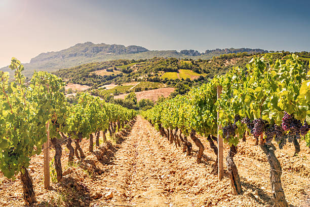istock Vineyard in a valley surrounded by hills and mountains. Agriculture. 2235697639