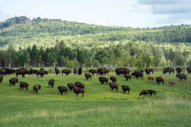 istock Bison Grazing on Lush Green Field 2235699304
