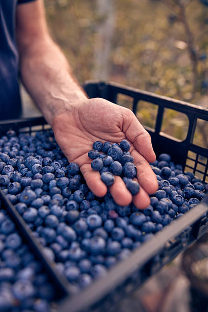 istock Farmer holding fresh blueberries on a farm. 2235700648