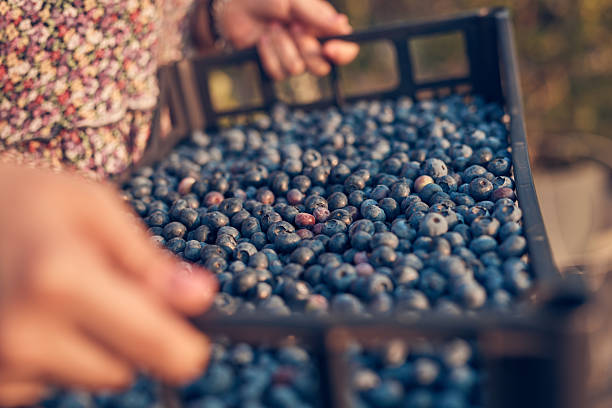 istock Farmer picking fresh blueberries on a farm. 2235700713