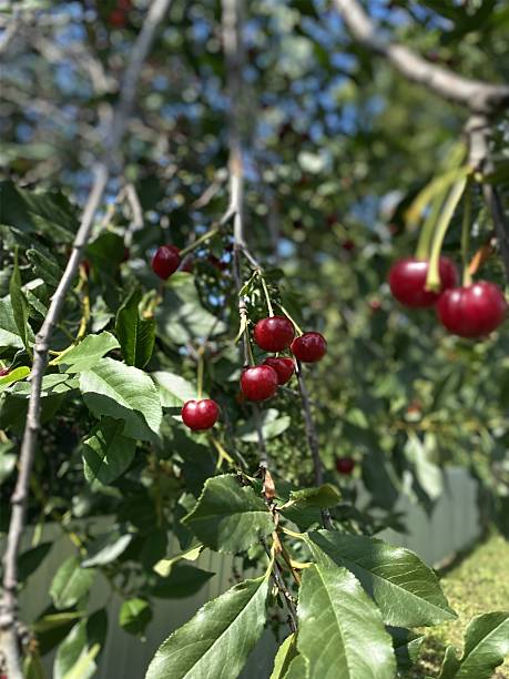 istock A red ripe cherry tree is hanging on a bush 2235705174