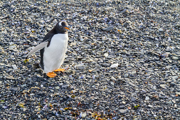 Gentoo penguin walking along a pebble beach in Ushuaia, Tierra del Fuego, Argentina, the southernmost city in the world, showcasing its unique wildlife in a stunning coastal landscape.The title of the \
