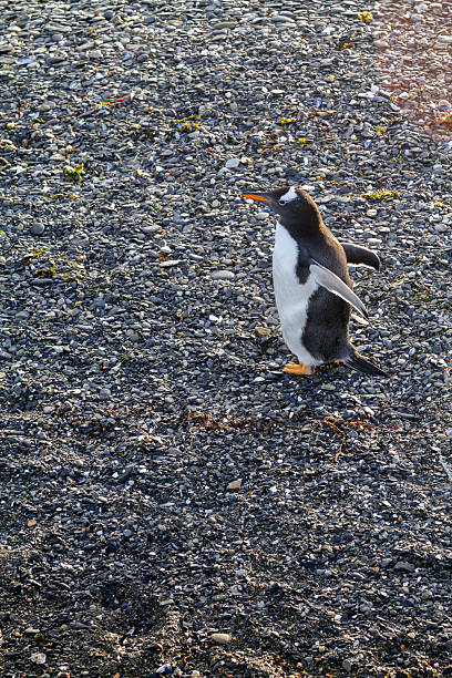 Gentoo penguin walking along a pebble beach in Ushuaia, Tierra del Fuego, Argentina, the southernmost city in the world, showcasing its unique wildlife in a stunning coastal landscape.The title of the \