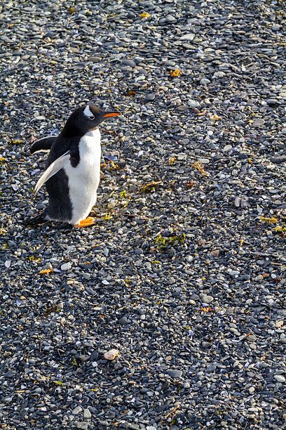 Gentoo penguin walking along a pebble beach in Ushuaia, Tierra del Fuego, Argentina, the southernmost city in the world, showcasing its unique wildlife in a stunning coastal landscape.The title of the \