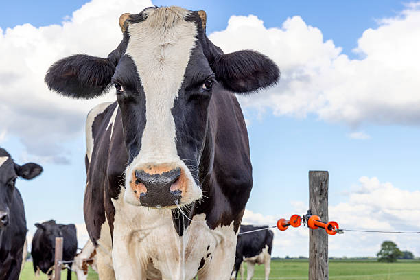 Approching cow black and white authentic, looking for eye contact, oncoming front view, blue sky